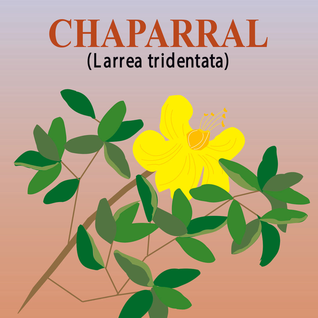 Chaparral: A Desert Herb with a Remarkable Story